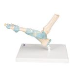 Afbeeldingen van Voet met ligamenten